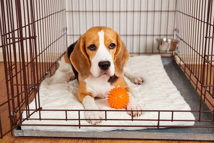 Why is Pet Boarding Recommended for Pets Recovering Post Operation?
