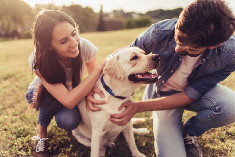 What Are the Best At-Home Care Tips My Vet Recommends?