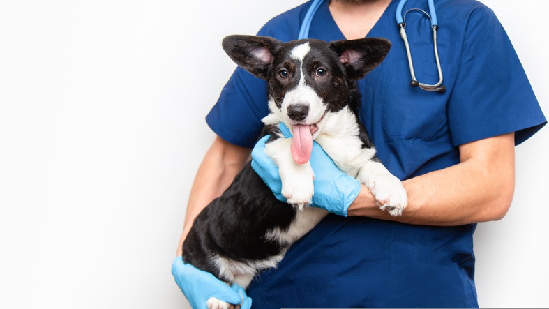 Early Warning Signs of Health Issues in Pets